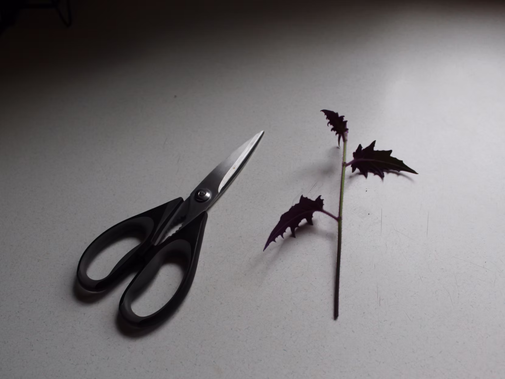 How to start a plant from a cutting