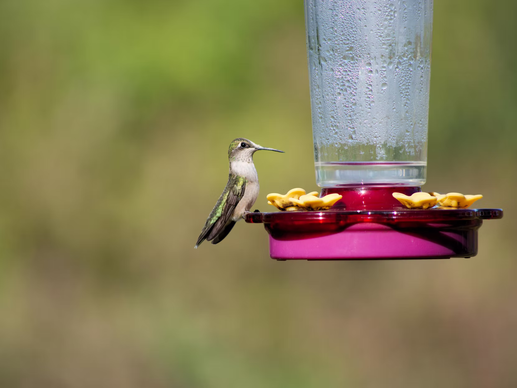 Humming bird nectar