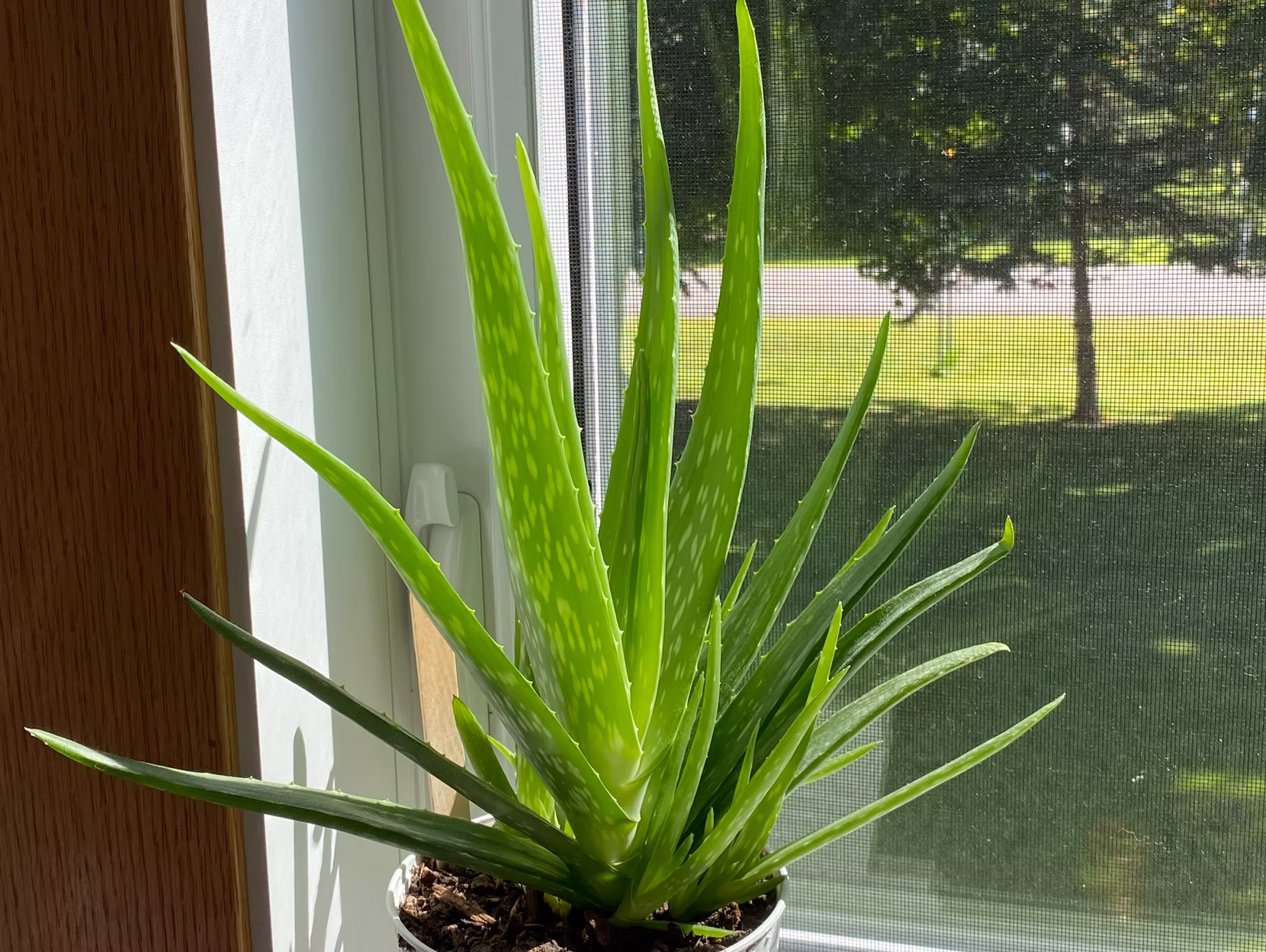 Transplanting an aloe house plant