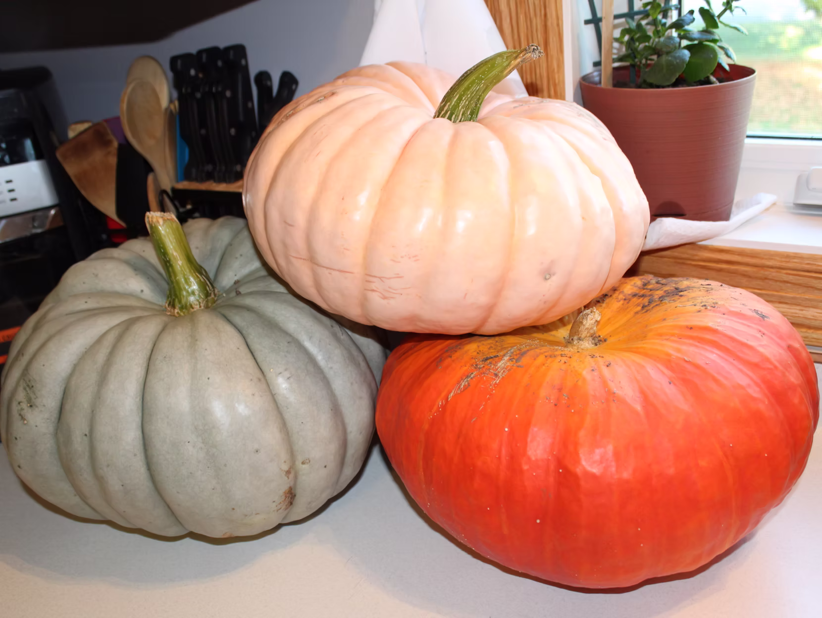 Homemade Pumpkin Puree